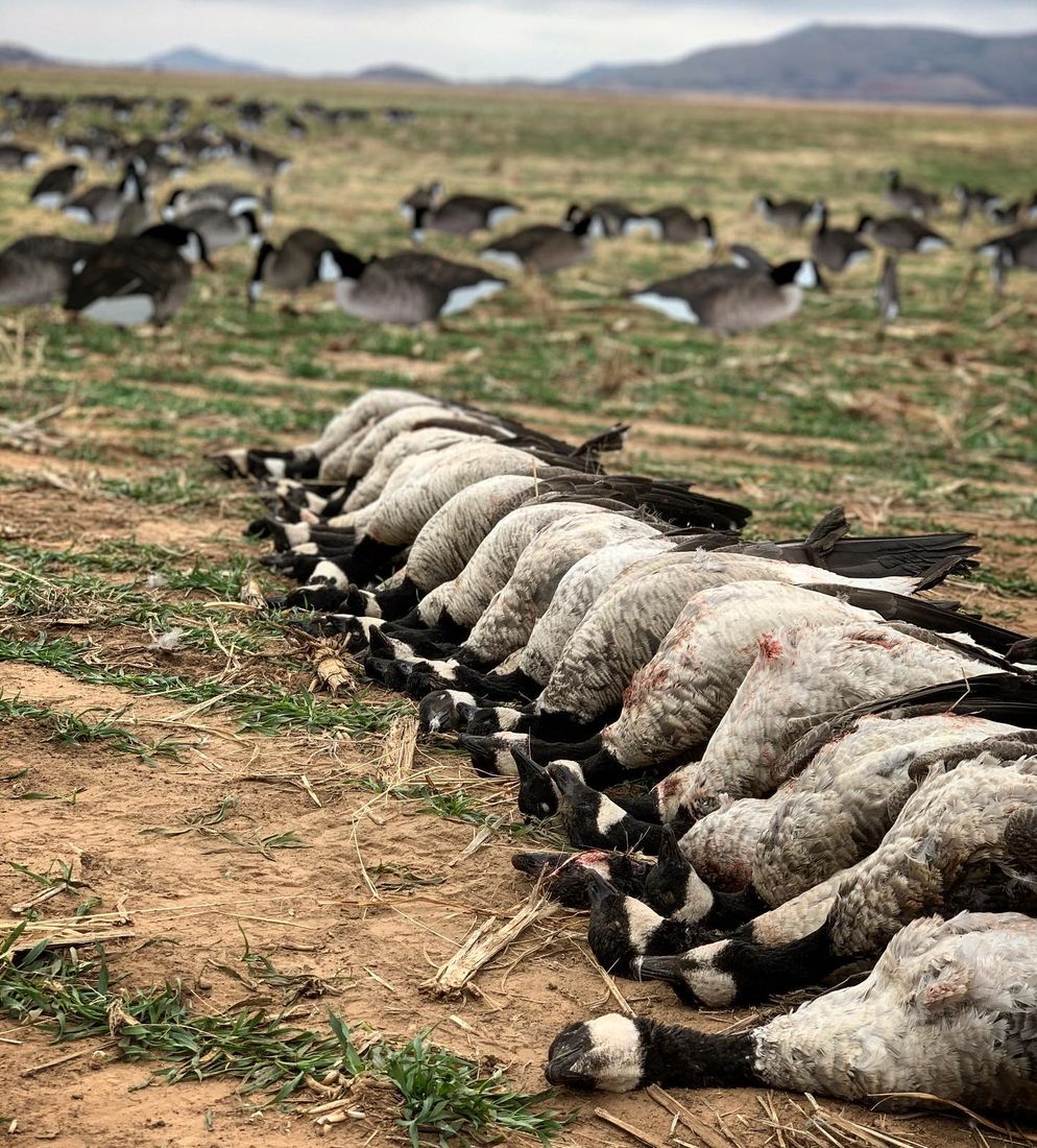 Long line of birds laid out at the end of the day