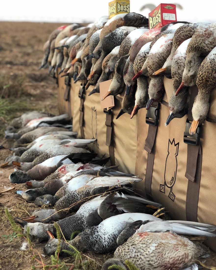 Hunter with a row of geese after the morning hunt