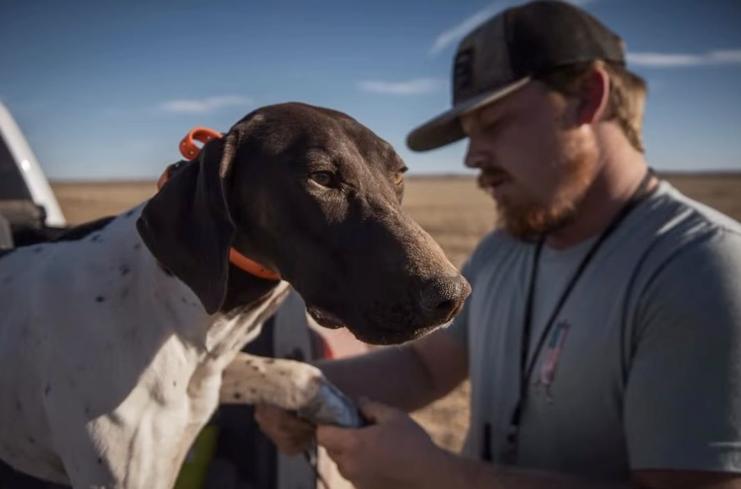 Pointer dog with handler, ready to hunt