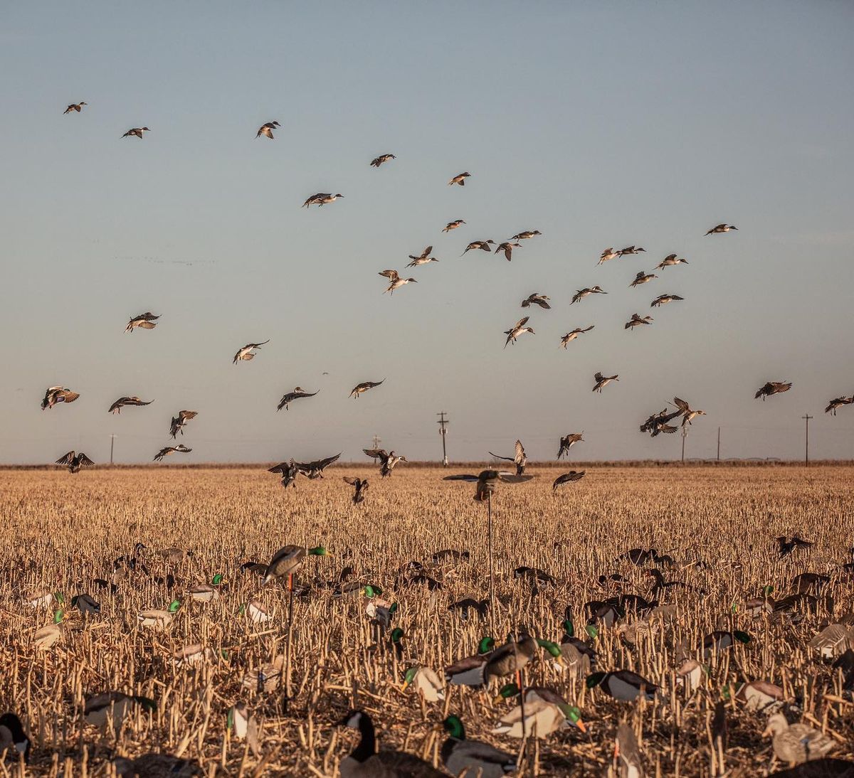 Wave of snow geese coming into the spread