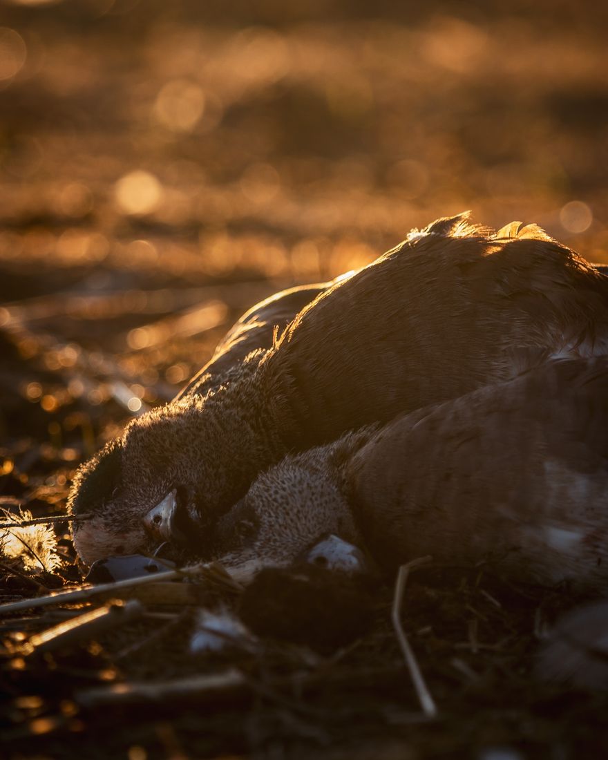 Geese at rest on the field in golden hour