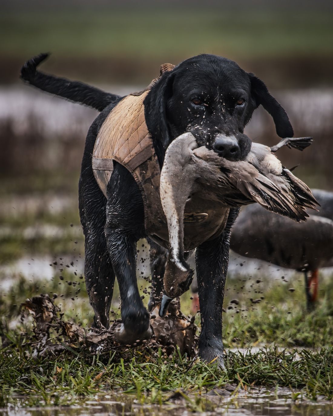 Black lab water-retrieve in the marsh