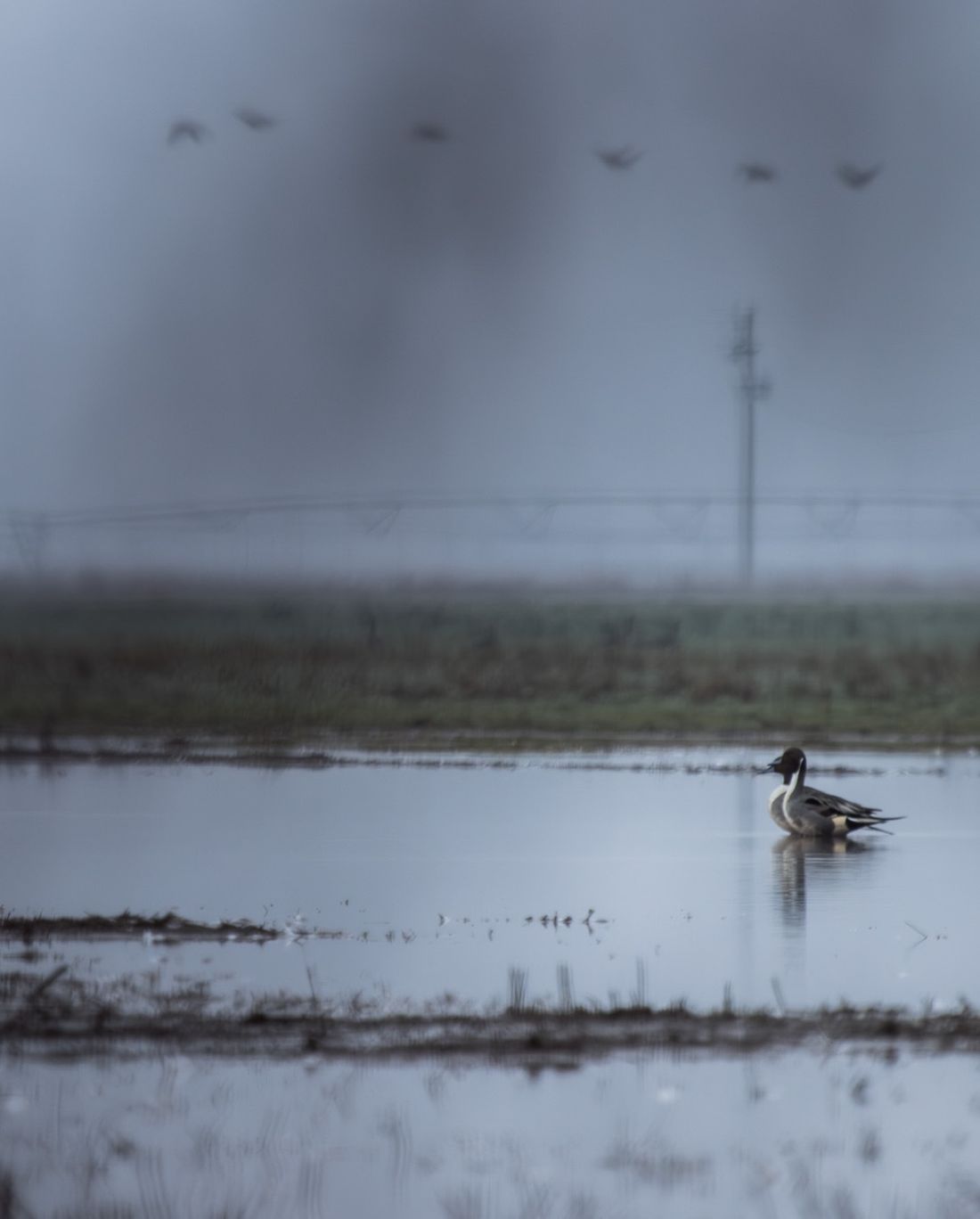 Pintail drake on a flooded Texas field