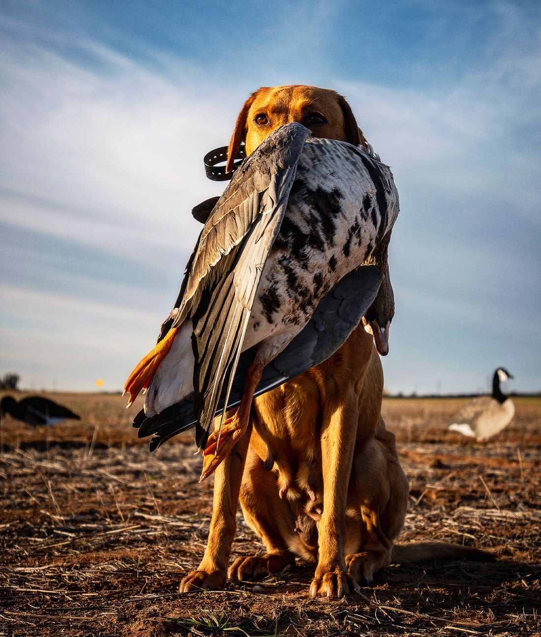 Yellow lab retriever with a speckled goose
