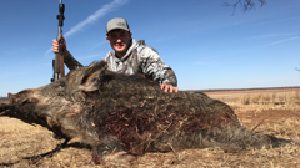 Hunter kneeling behind a Texas hog, rifle raised