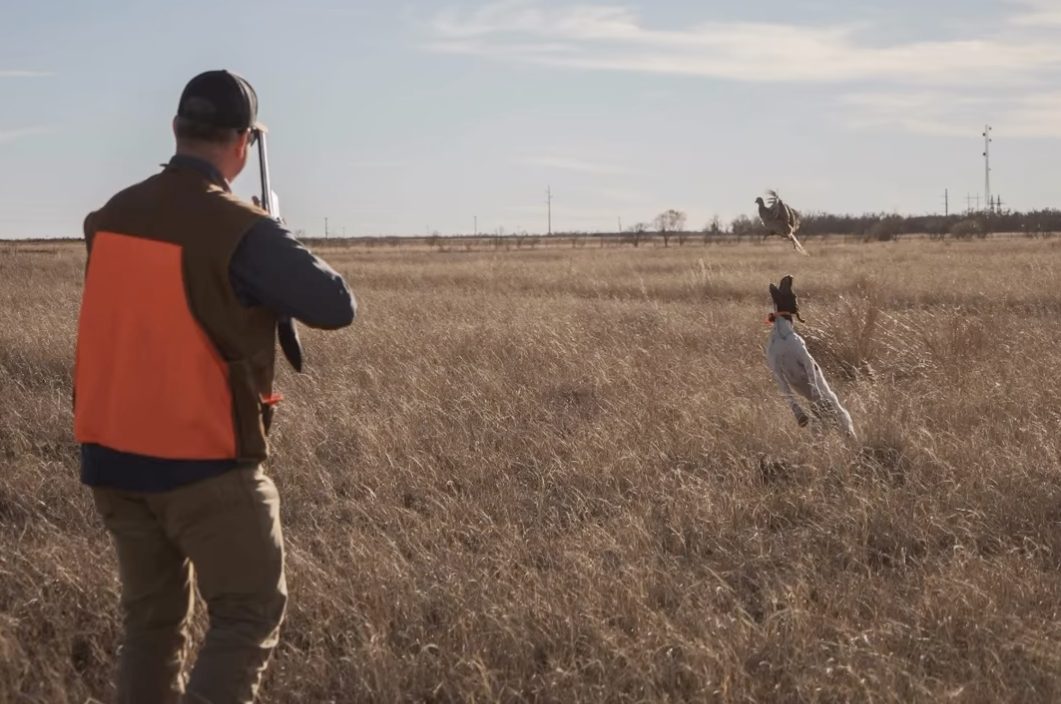 Pheasant in flight as an orange-vest hunter shoulders his shotgun